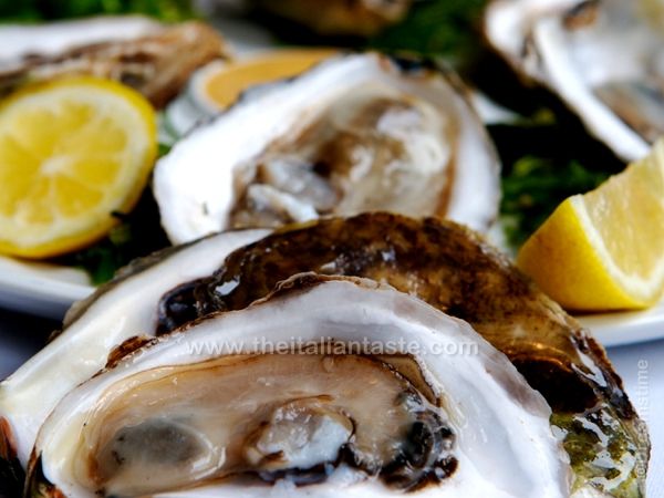 grilled oysters